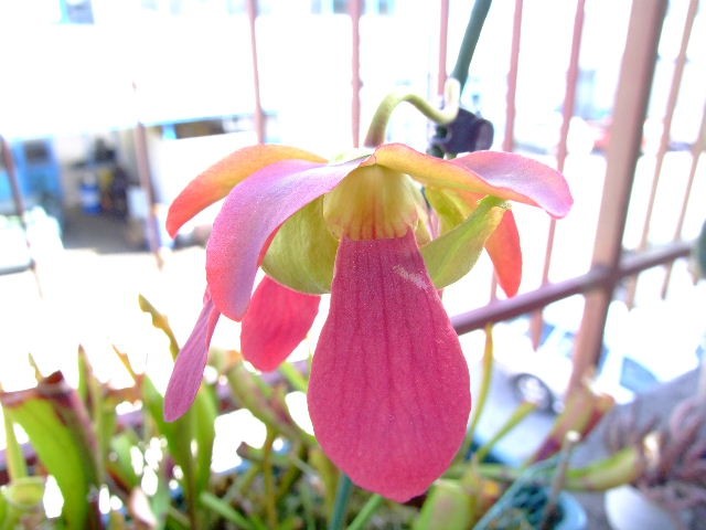 Sarracenia x 'Catesbei' - foto