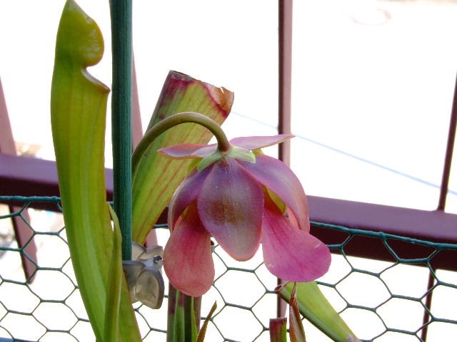 Sarracenia x 'Catesbei' - foto