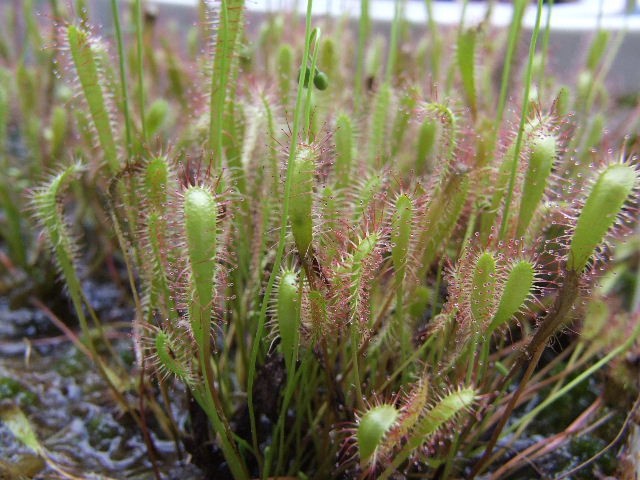 Drosera anglica - foto povečava