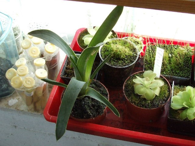 Brocchinia hectioides - foto povečava