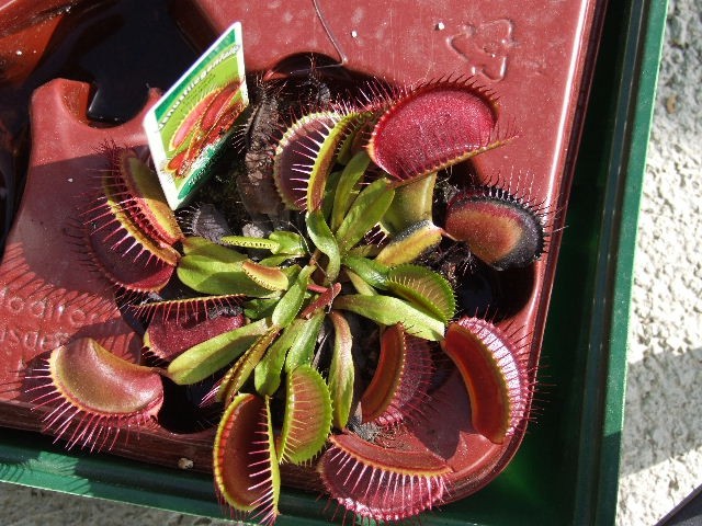 Dionaea muscipula 'G16' - foto