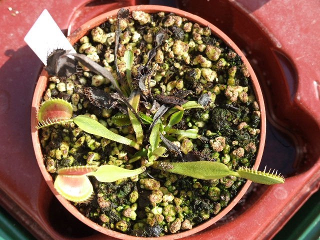 Dionaea muscipula 'Crested petioles' - foto