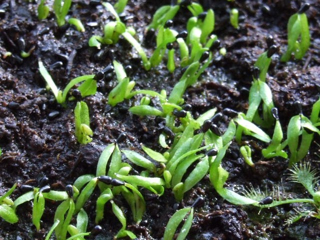 Sejanci letošnjih semen, typical....stari 2 meseca