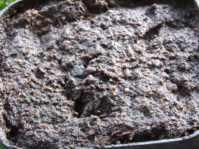 Sejanje semen od UK Sawtooth. To so črne bleščeče pikice.