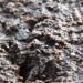Sejanje semen od UK Sawtooth. To so črne bleščeče pikice.