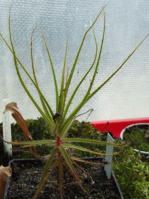 Roridula gorgonias - foto povečava