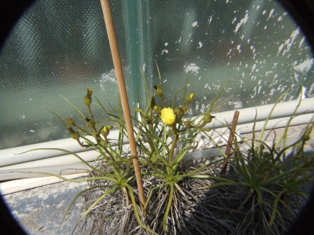 Drosophyllum lusitanicum - foto