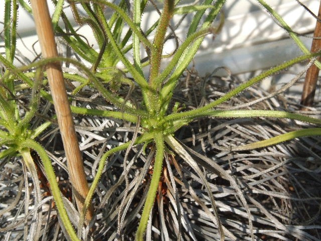 Drosophyllum lusitanicum - foto