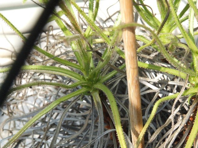 Drosophyllum lusitanicum - foto povečava