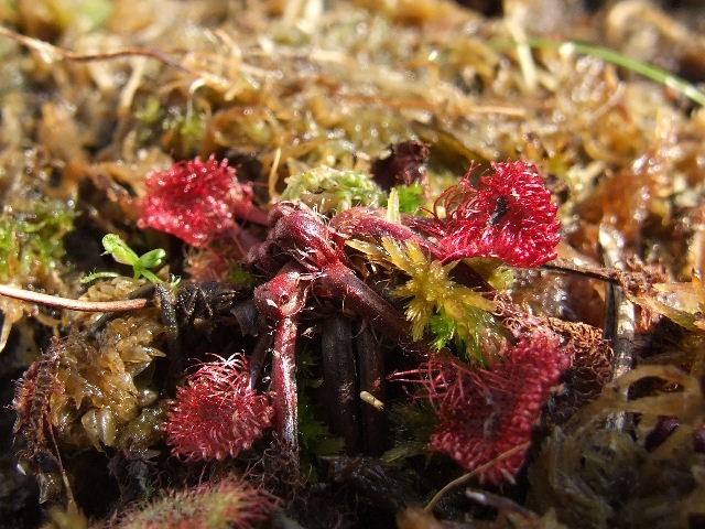 Drosera rotundifolia - foto