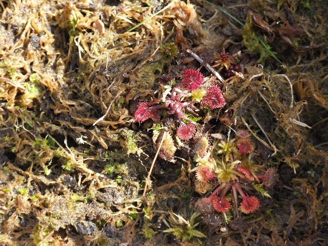 Drosera rotundifolia - foto