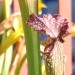 Sarracenia x leucophylla z čebelico