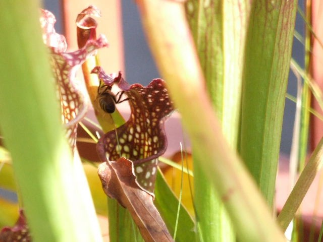 Sarracenia x leucophylla z čebelico - foto povečava
