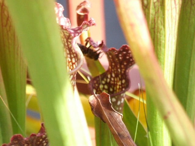 Sarracenia x leucophylla z čebelico - foto povečava