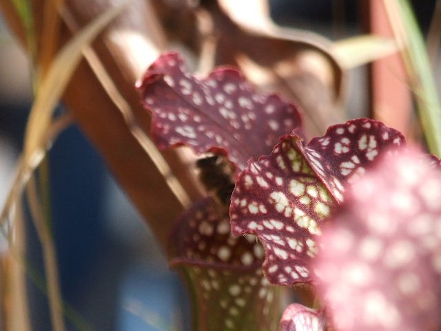 Sarracenia x leucophylla z čebelico - foto povečava