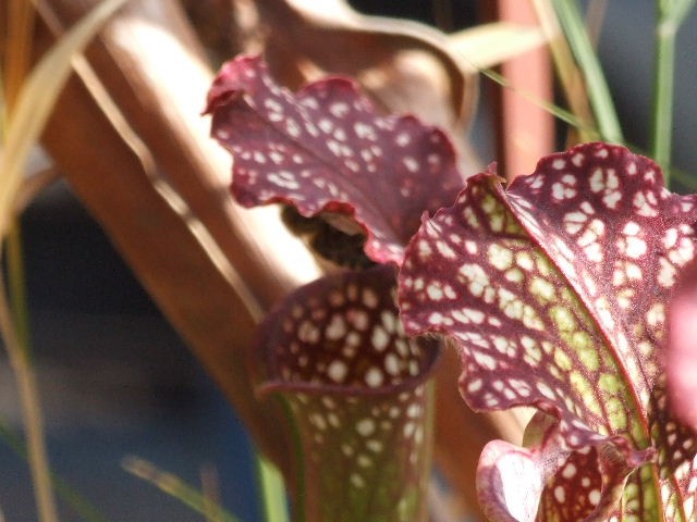 Sarracenia x leucophylla z čebelico - foto