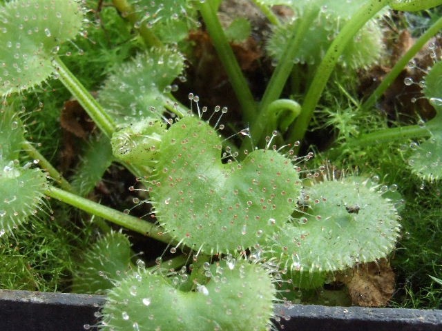 Drosera prolifera - foto