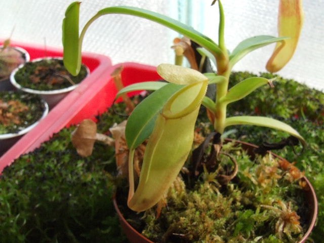 Nepenthes inermnis - foto
