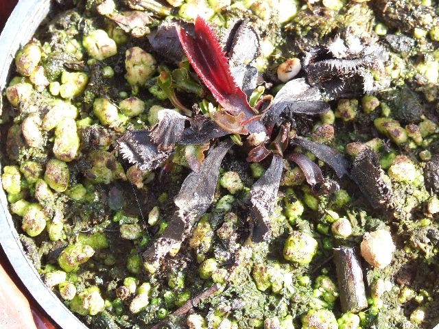 Dionaea muscipula 'Red sawtooth' - foto