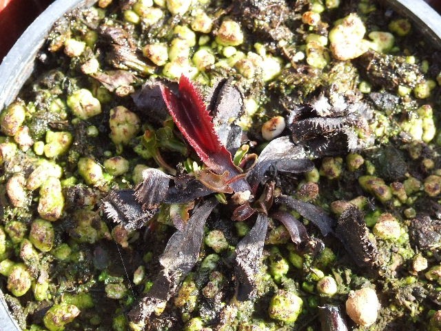 Dionaea muscipula 'Red sawtooth' - foto povečava