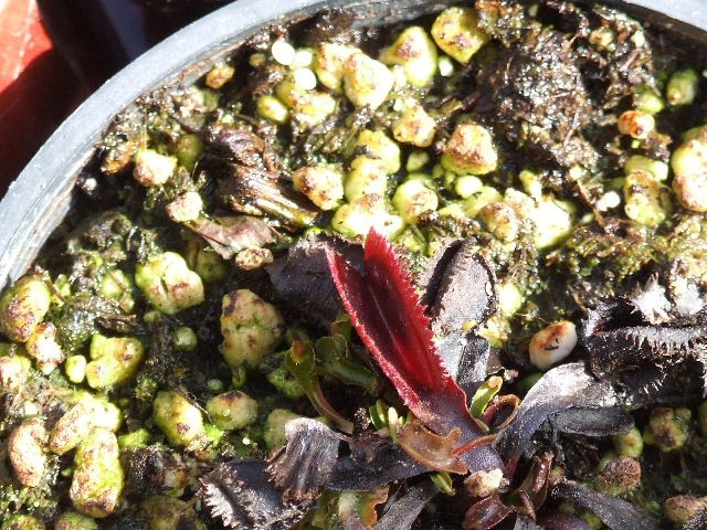 Dionaea muscipula 'Red sawtooth' - foto povečava