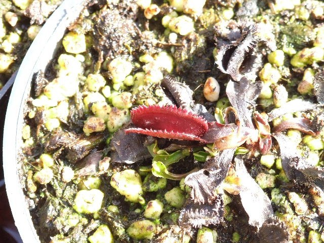 Dionaea muscipula 'Red sawtooth' - foto