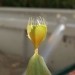 Dionaea muscipula 'Cup traps'