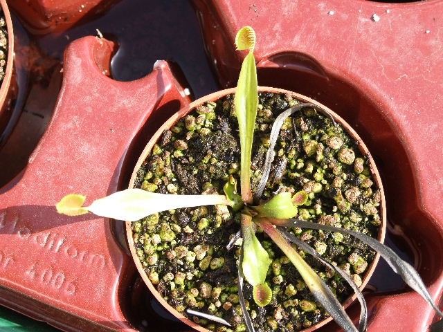 Dionaea muscipula 'Cup traps' - foto povečava