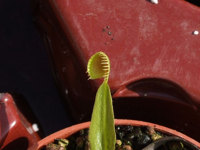 Dionaea muscipula 'Cup traps' - foto