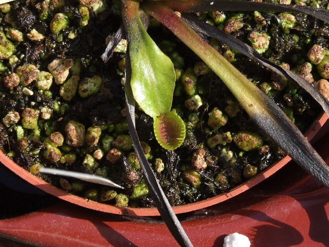 Dionaea muscipula 'Cup traps' - foto