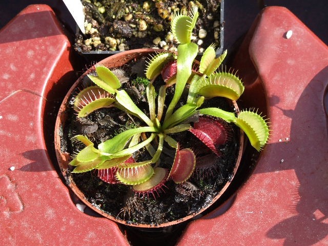 Dionaea muscipula - razni kloni - foto povečava