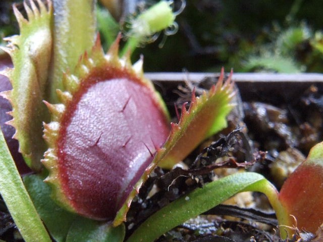 Dionaea muscipula - razni kloni - foto