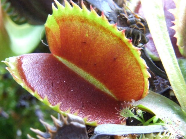 Dionaea muscipula - razni kloni - foto