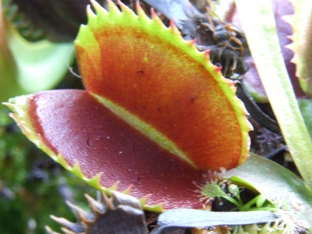 Dionaea muscipula - razni kloni - foto