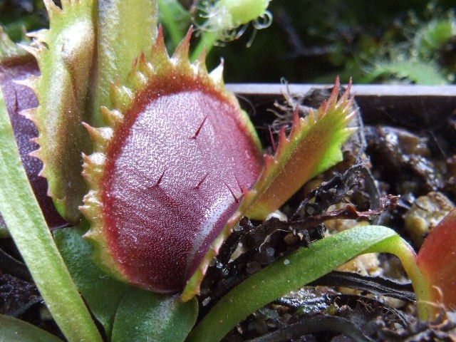 Dionaea muscipula - razni kloni - foto povečava