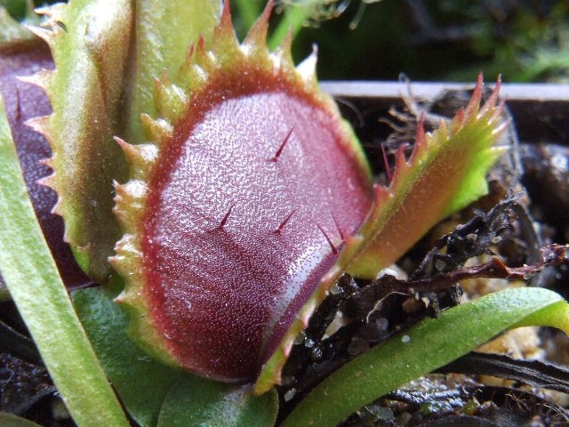 Dionaea muscipula - razni kloni - foto