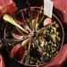 Dionaea muscipula 'Z02'