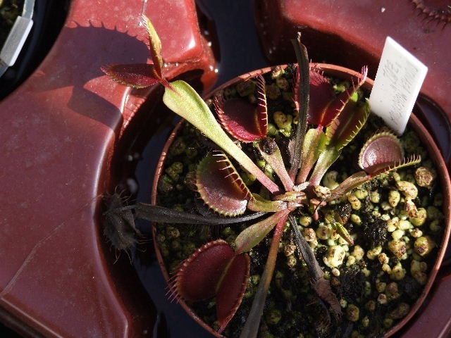 Dionaea muscipula 'Z02' - foto
