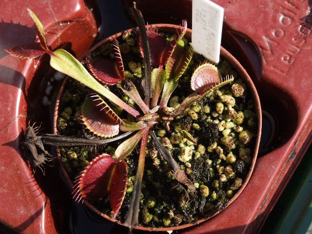 Dionaea muscipula 'Z02' - foto