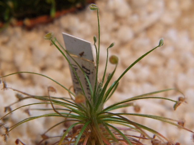 Drosera paradoxa {hairy forms} - foto