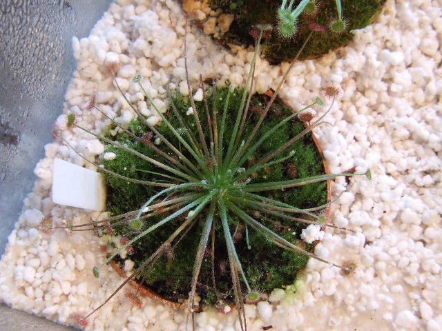 Drosera paradoxa  - foto