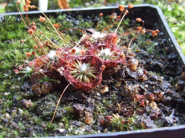 Drosera pygmea - foto