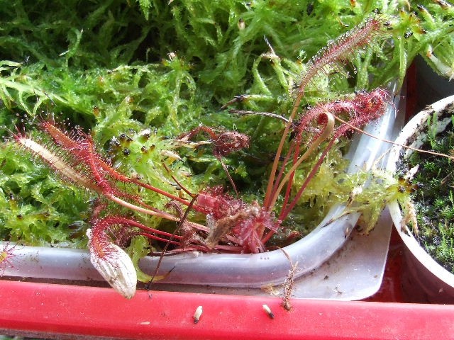 Drosera capensis var. All red - foto