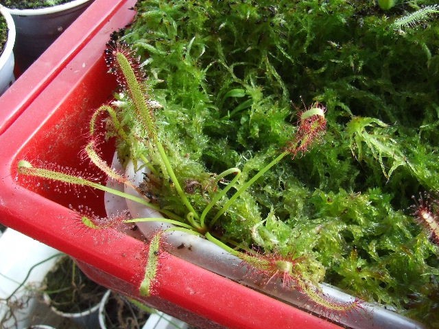 Drosera capensis var. Typical - foto povečava