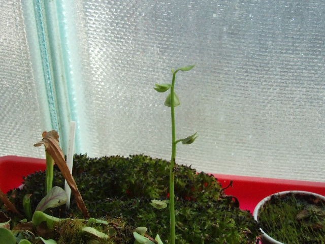 Utricularia 2 - foto povečava