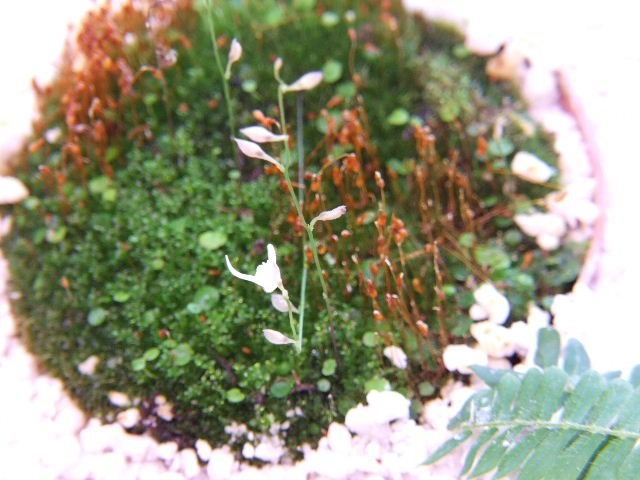 Utricularia 2 - foto