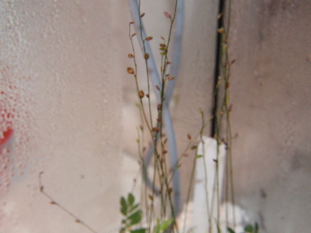 Utricularia 2 - foto povečava