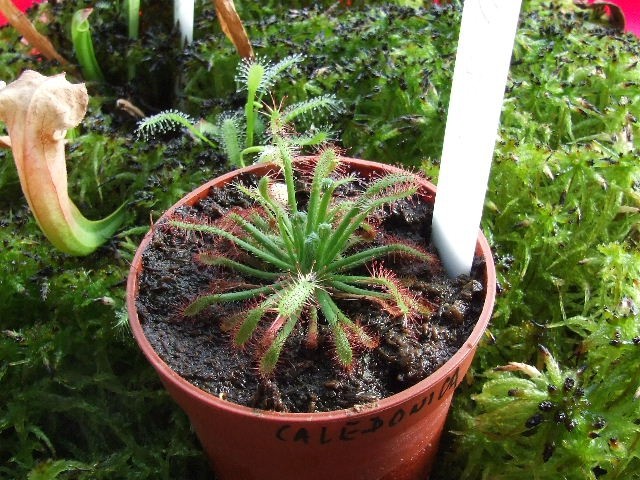 Drosera caledonica - foto povečava