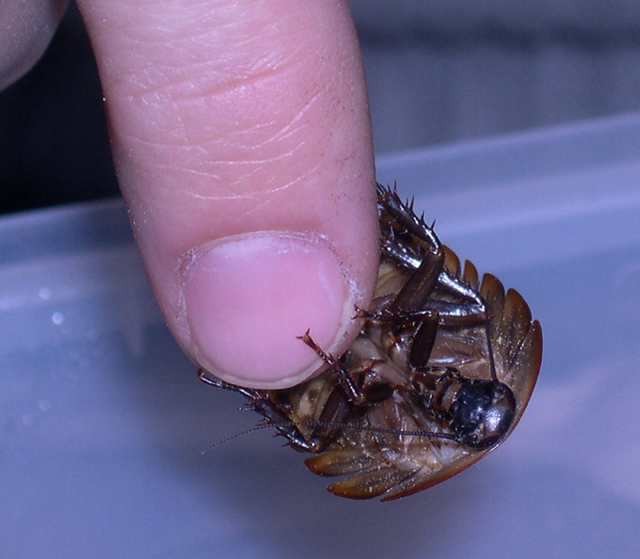 Argentiski ščurki  - foto povečava