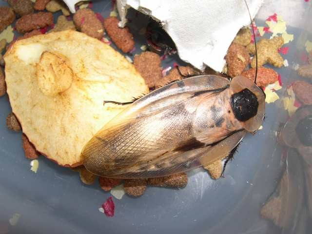 Argentiski ščurki  - foto